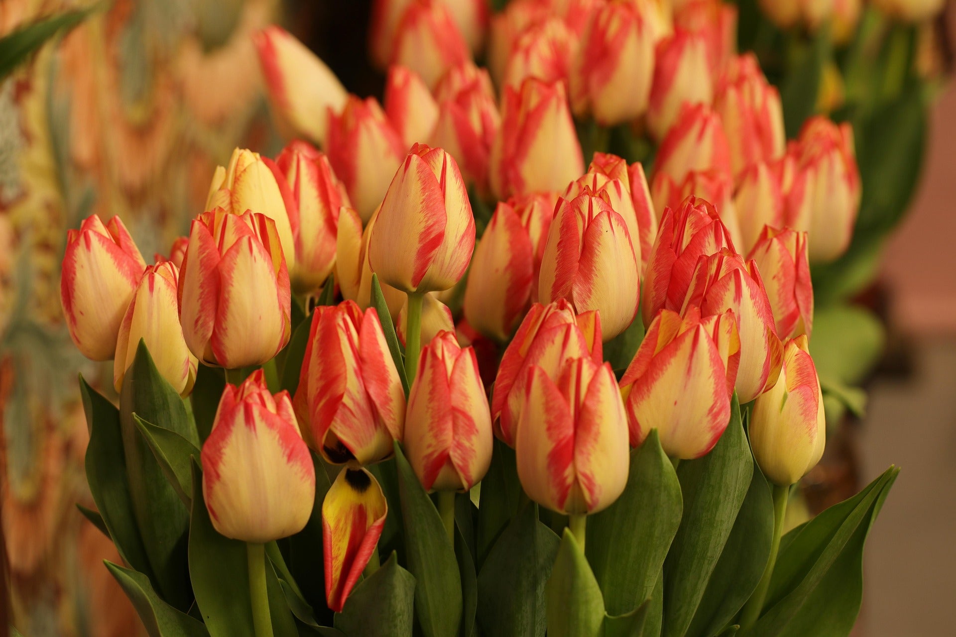 tulipanes
