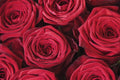 Rosas